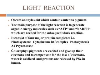 LIGHT REACTION
 Occurs on thylakoid which contains antenna pigment.
 The main purpose of the light reaction is to generate
organic energy molecules such as “ATP” and “NADPH”
which are needed for the subsequent dark reaction.
 It consist of four major protein complexes i.e.
Photosystem2 Cytochrome b6f complex Photosystem1
ATPsynthatase
 Chlorophyll pigments are excited and give up their
electrons and to compensate for the loss of electrons,
water is oxidized and protons are released by PS2 in
lumen.
 