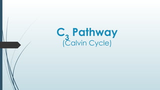 C3
Pathway
(Calvin Cycle)
 