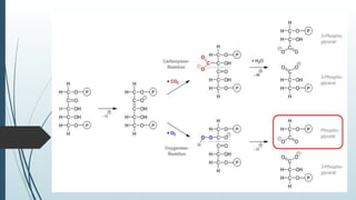 C3 pathway | PDF