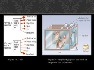 Figure IV. Simplified graph of the result of
the puzzle box experiment.
Figure III. Trials
 