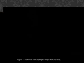 Figure V. Video of a cat trying to scape from the box.
 