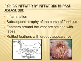 IF CHICK INFECTED BY INFECTIOUS BURSAL
DISEASE (IBD)
 Inflammation
 Subsequent atrophy of the bursa of fabricius
 Feathers around the vent are stained with
feces
 Ruffled feathers with droopy appearance
 