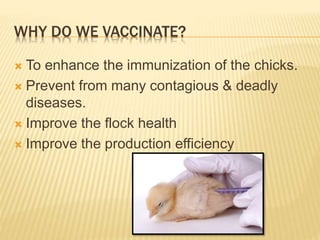 WHY DO WE VACCINATE?
 To enhance the immunization of the chicks.
 Prevent from many contagious & deadly
diseases.
 Improve the flock health
 Improve the production efficiency
 