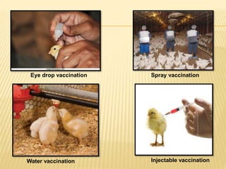 Spray vaccination
Eye drop vaccination
Water vaccination Injectable vaccination
 
