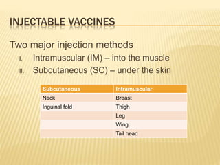 INJECTABLE VACCINES
Two major injection methods
I. Intramuscular (IM) – into the muscle
II. Subcutaneous (SC) – under the skin
Subcutaneous Intramuscular
Neck Breast
Inguinal fold Thigh
Leg
Wing
Tail head
 