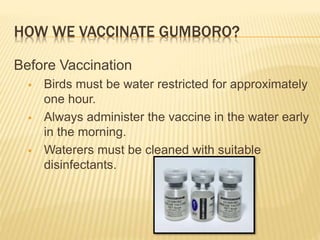 HOW WE VACCINATE GUMBORO?
Before Vaccination
 Birds must be water restricted for approximately
one hour.
 Always administer the vaccine in the water early
in the morning.
 Waterers must be cleaned with suitable
disinfectants.
 