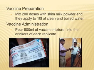 Vaccine Preparation
 Mix 200 doses with skim milk powder and
they apply to 10l of clean and boiled water.
Vaccine Administration
 Pour 500ml of vaccine mixture into the
drinkers of each replicate.
 