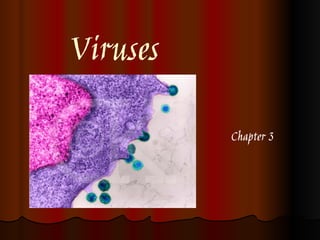 Viruses
Chapter 3
 