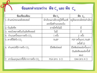 ข้อเปรียบเทียบ พืช C3 พืช C4
1. ตาแหน่งของแพลิเซดเซลล์ มักเรียงแถวเดียวอยู่ใต้ชั้นเอพิ
เดอร์มิสด้านบนของใบ
อยู่ล้อมรอบมัดท่อลาเลียง
2. บันเดิลชีท อาจมีหรือไม่มี มี
3. คลอโรพลาสต์ในบันเดิลชีทเซลล์ ไม่มี มี
4. จานวนครั้งของการตรึง CO2 1 ครั้ง 2 ครั้ง
5. สารที่ใช้ตรึง CO2 RuBP PEP (ครั้งแรก), RuBP
(ครั้งที่ 2)
6. ตาแหน่งที่มีการตรึง CO2 มีโซฟิลล์เซลล์ มีโซฟิลล์เซลล์(ครั้งแรก)
บันเดิลชีทเซลล์(ครั้งที่
สอง)
7. สารโมเลกุลแรกที่ได้จากการตรึง CO2 PGA (สาร 3 C) OAA (สาร 4 C)
ข้อแตกต่างระหว่าง พืช C3 และ พืช C4
 
