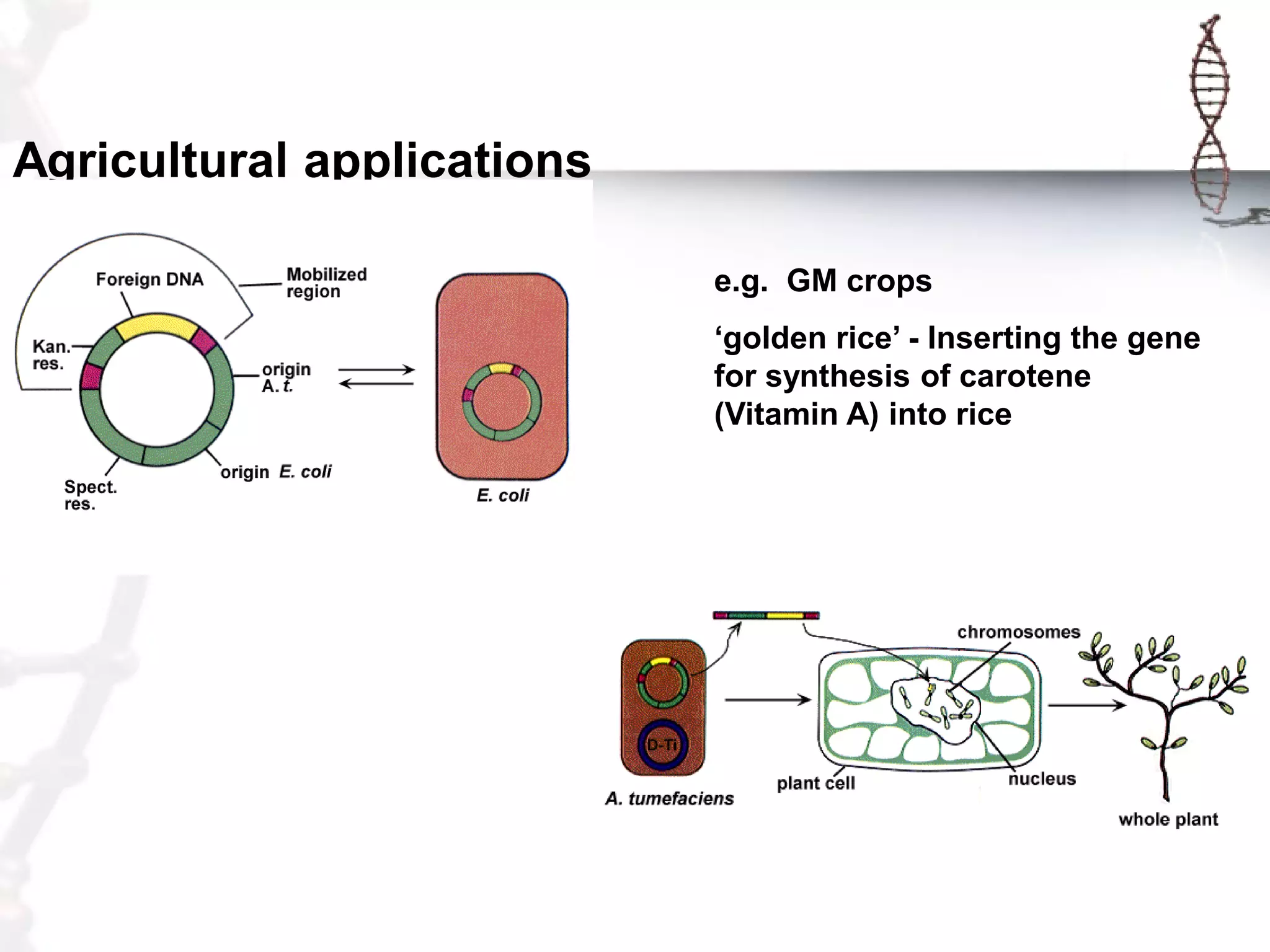 Agricultural applications
e.g. GM crops
„golden rice‟ - Inserting the gene
for synthesis of carotene
(Vitamin A) into rice

 