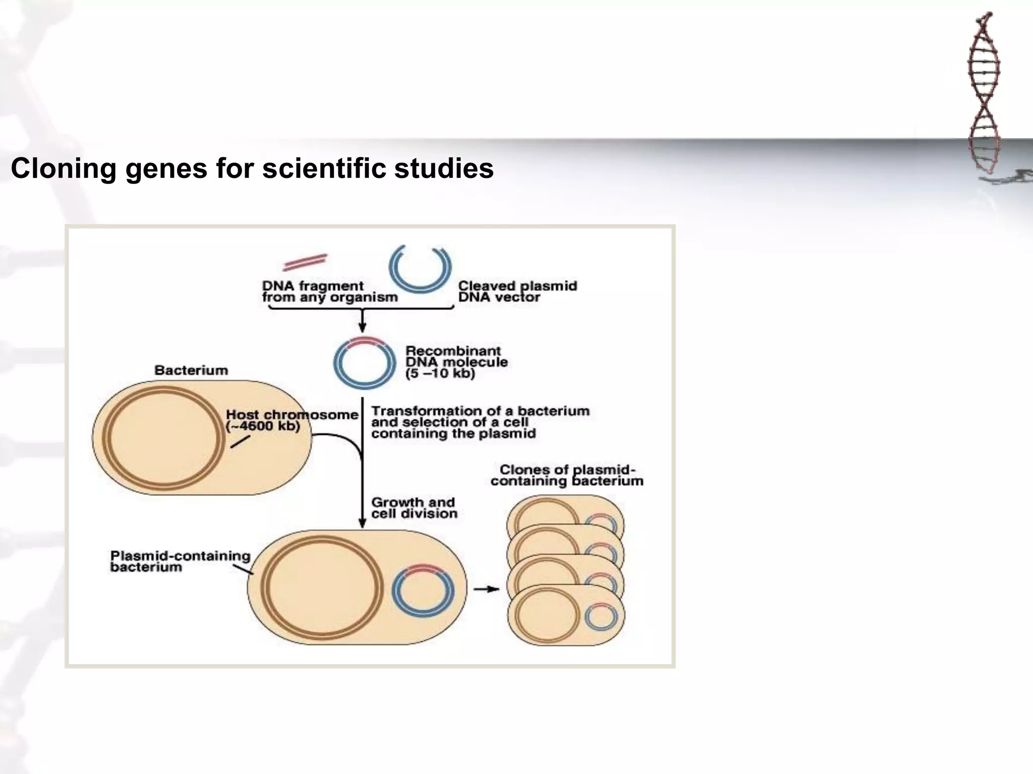 Cloning genes for scientific studies

 