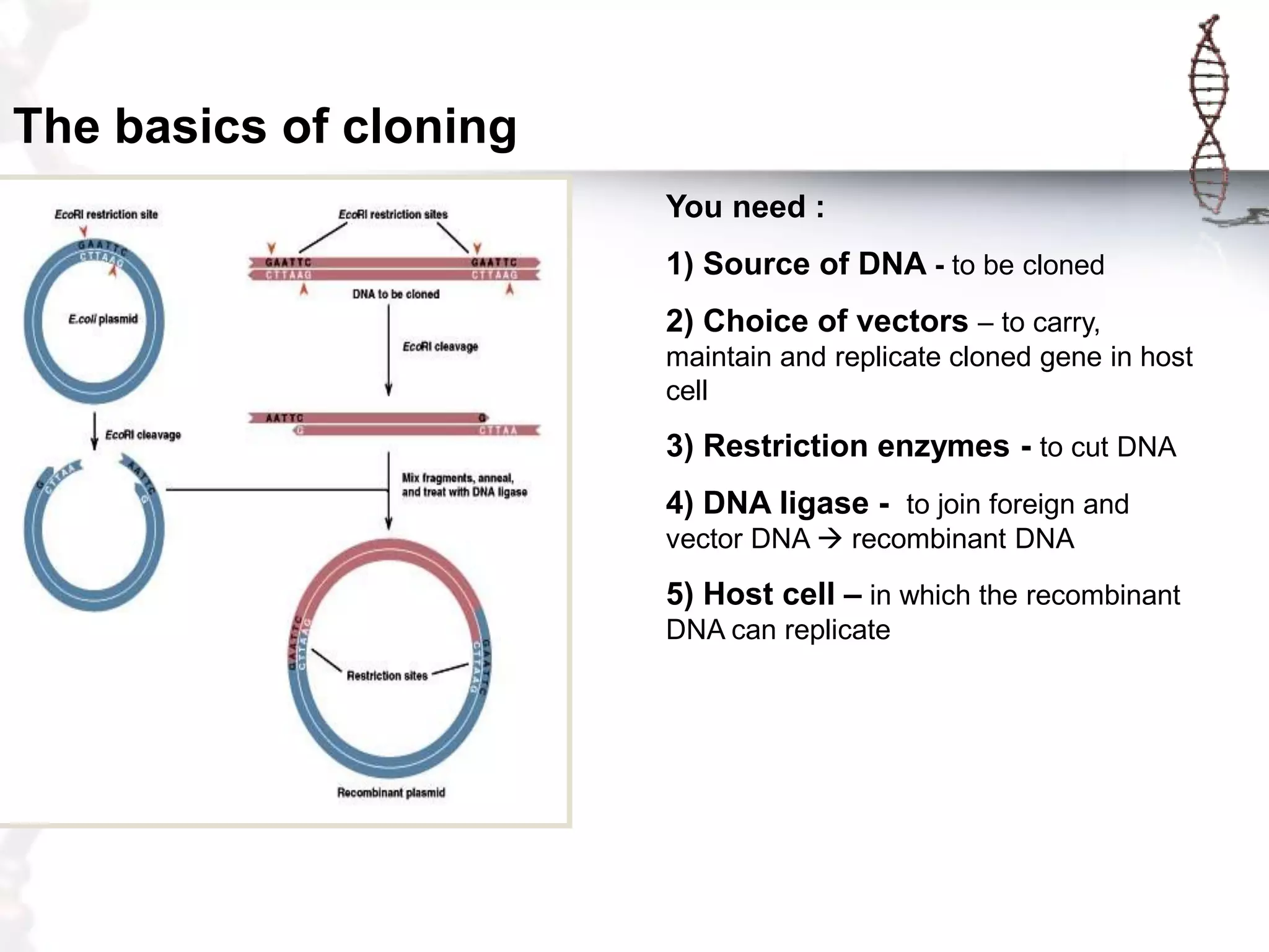 The basics of cloning
You need :
1) Source of DNA - to be cloned

2) Choice of vectors – to carry,
maintain and replicate cloned gene in host
cell

3) Restriction enzymes - to cut DNA
4) DNA ligase - to join foreign and
vector DNA  recombinant DNA

5) Host cell – in which the recombinant
DNA can replicate

 