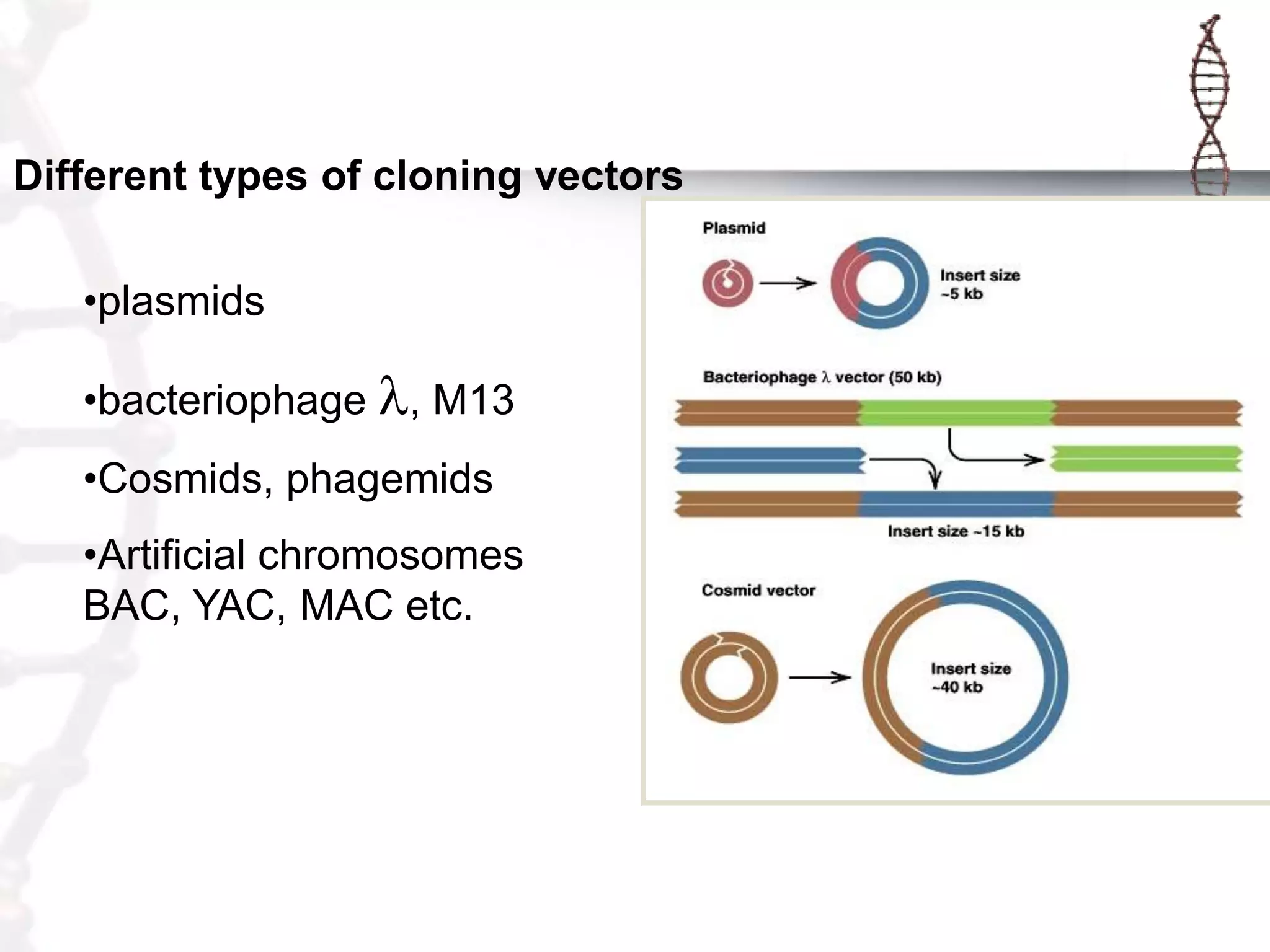 Different types of cloning vectors
•plasmids
•bacteriophage l, M13
•Cosmids, phagemids

•Artificial chromosomes
BAC, YAC, MAC etc.

 