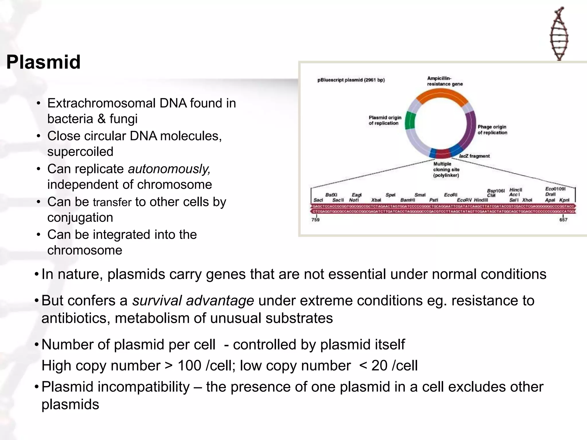 Plasmid
• Extrachromosomal DNA found in
bacteria & fungi
• Close circular DNA molecules,
supercoiled
• Can replicate autonomously,
independent of chromosome
• Can be transfer to other cells by
conjugation
• Can be integrated into the
chromosome

• In nature, plasmids carry genes that are not essential under normal conditions
• But confers a survival advantage under extreme conditions eg. resistance to
antibiotics, metabolism of unusual substrates
• Number of plasmid per cell - controlled by plasmid itself
High copy number > 100 /cell; low copy number < 20 /cell
• Plasmid incompatibility – the presence of one plasmid in a cell excludes other
plasmids

 