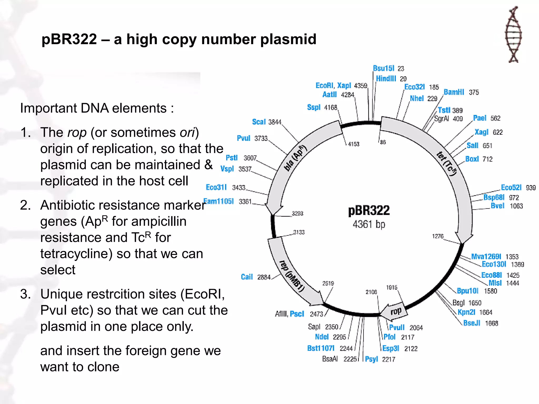 pBR322 – a high copy number plasmid

Important DNA elements :

1. The rop (or sometimes ori)
origin of replication, so that the
plasmid can be maintained &
replicated in the host cell
2. Antibiotic resistance marker
genes (ApR for ampicillin
resistance and TcR for
tetracycline) so that we can
select
3. Unique restrcition sites (EcoRI,
PvuI etc) so that we can cut the
plasmid in one place only.
and insert the foreign gene we
want to clone

 