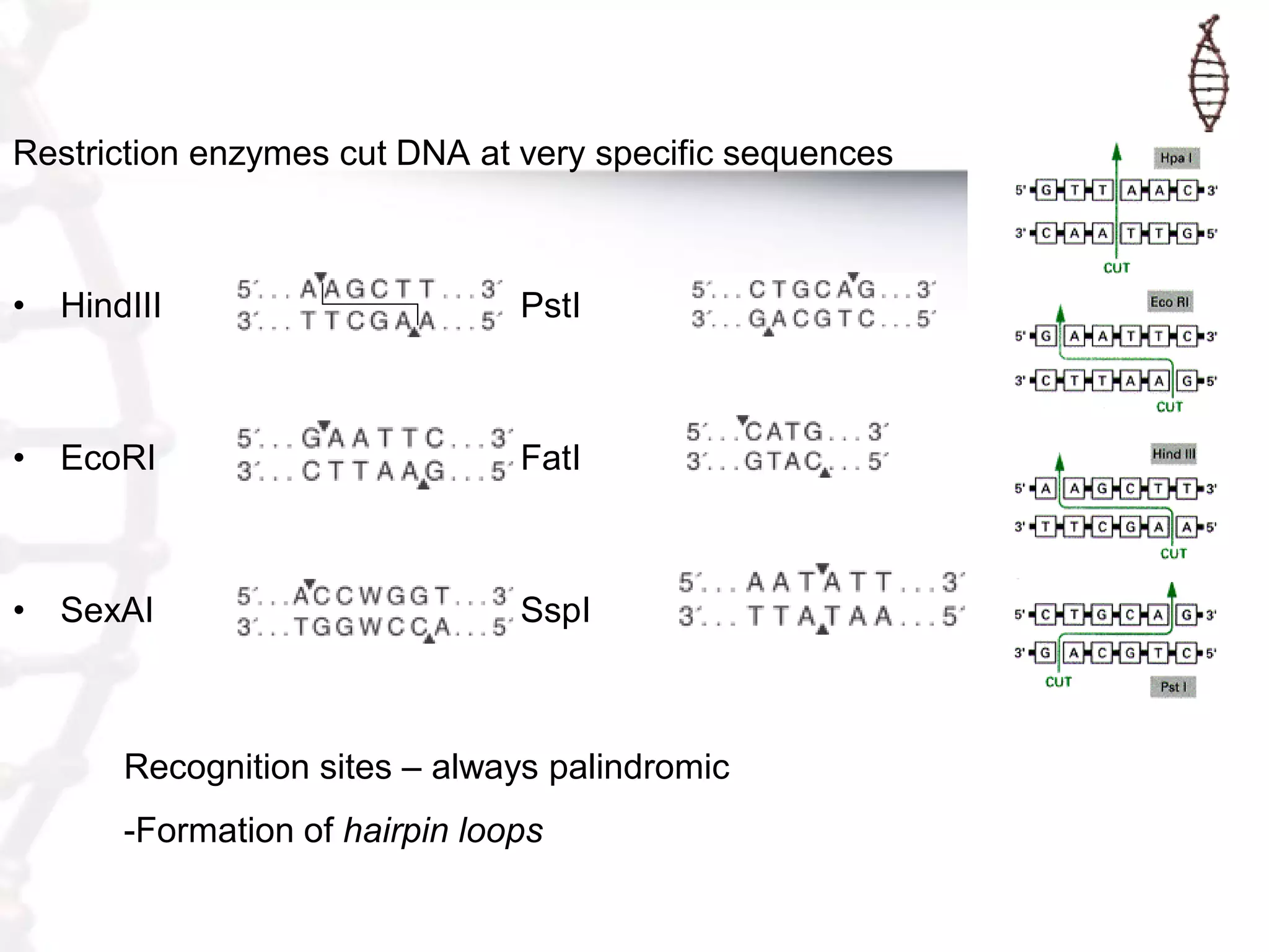 Restriction enzymes cut DNA at very specific sequences

• HindIII

PstI

•

EcoRI

FatI

•

SexAI

SspI

Recognition sites – always palindromic
-Formation of hairpin loops

 
