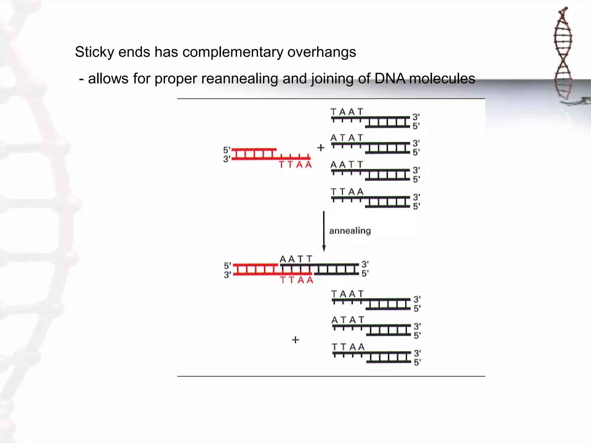 Sticky ends has complementary overhangs
- allows for proper reannealing and joining of DNA molecules

 