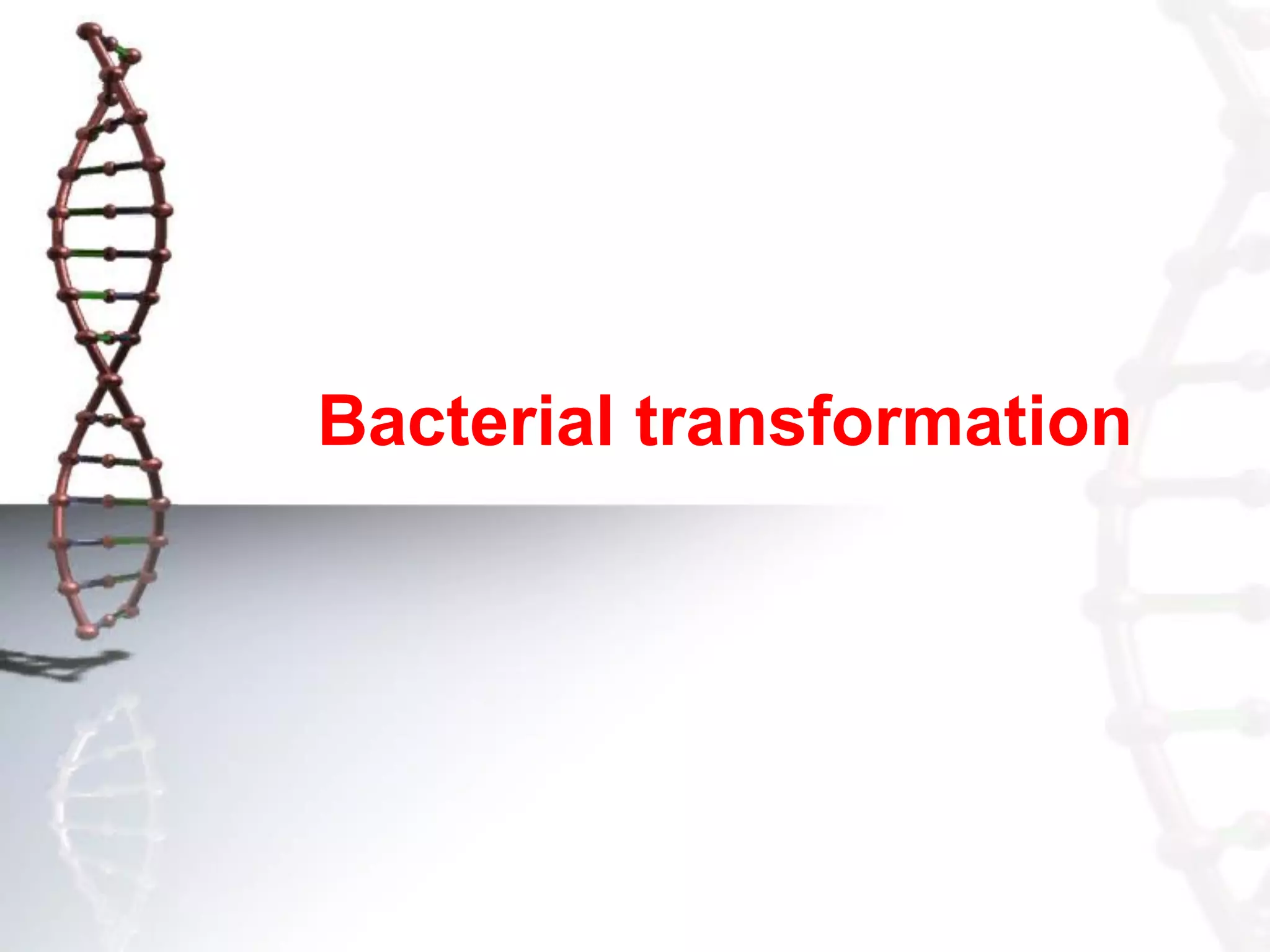 Bacterial transformation

 