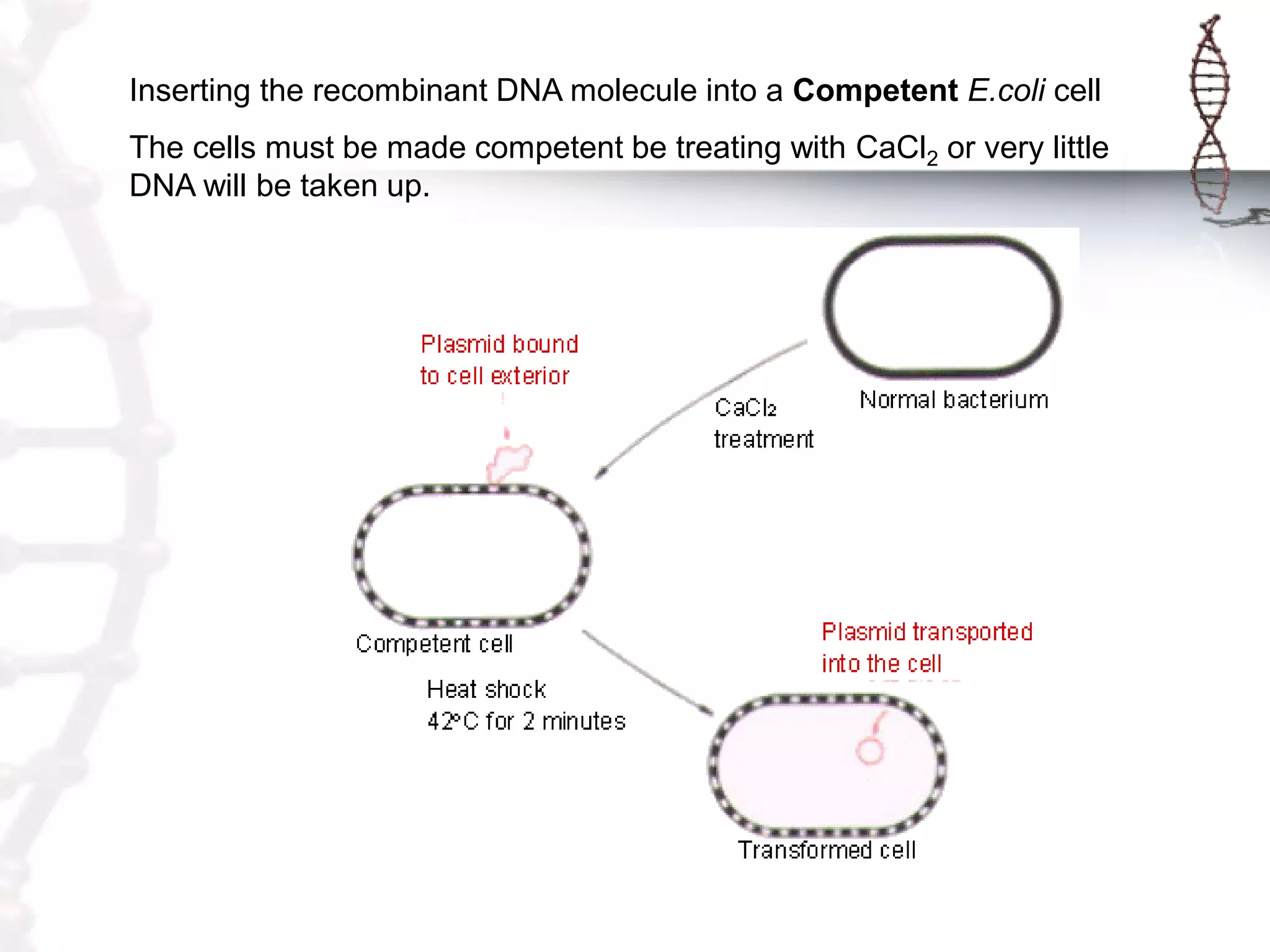 Inserting the recombinant DNA molecule into a Competent E.coli cell
The cells must be made competent be treating with CaCl2 or very little
DNA will be taken up.

 