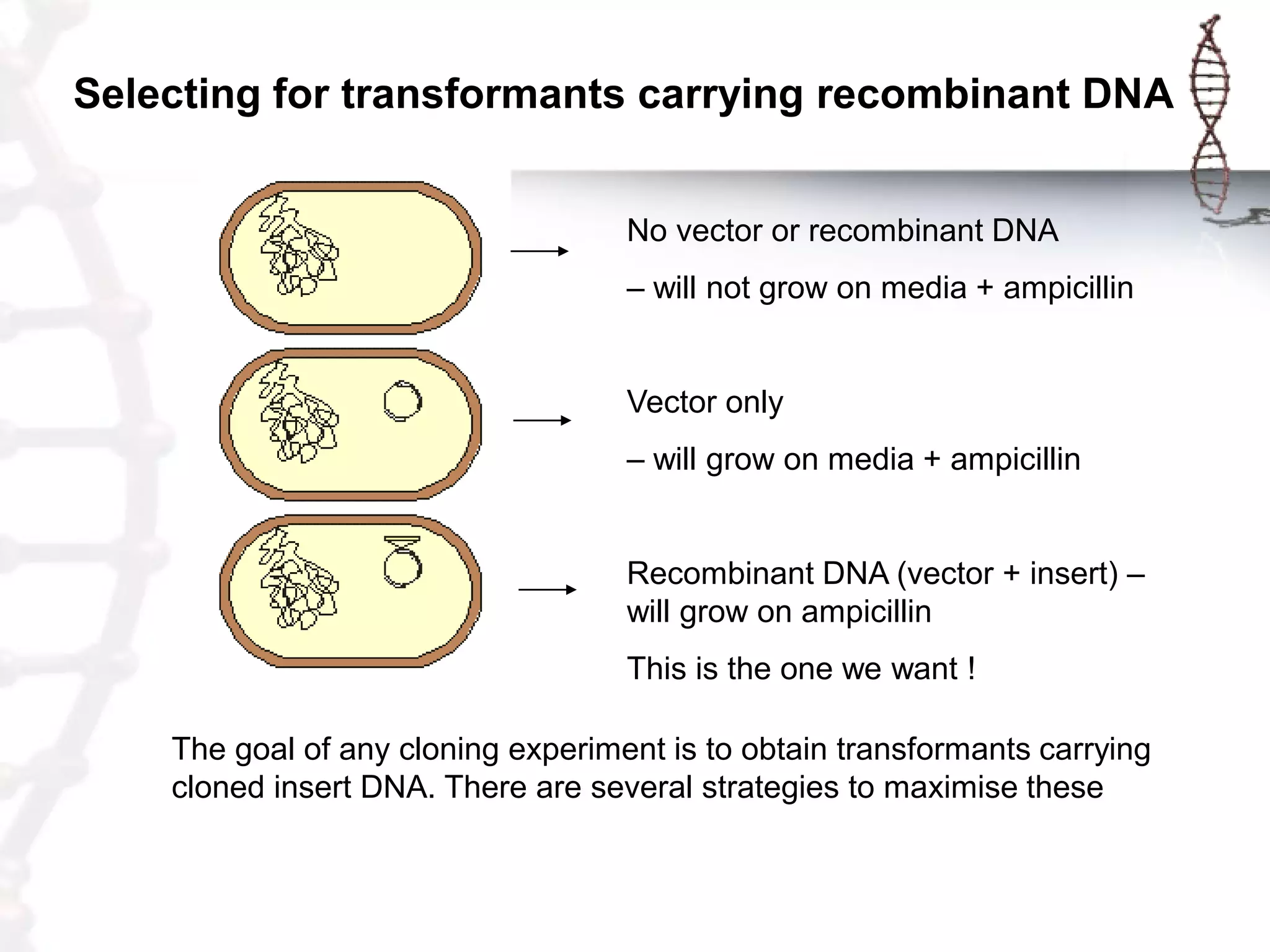 Selecting for transformants carrying recombinant DNA
No vector or recombinant DNA
– will not grow on media + ampicillin

Vector only
– will grow on media + ampicillin
Recombinant DNA (vector + insert) –
will grow on ampicillin

This is the one we want !
The goal of any cloning experiment is to obtain transformants carrying
cloned insert DNA. There are several strategies to maximise these

 