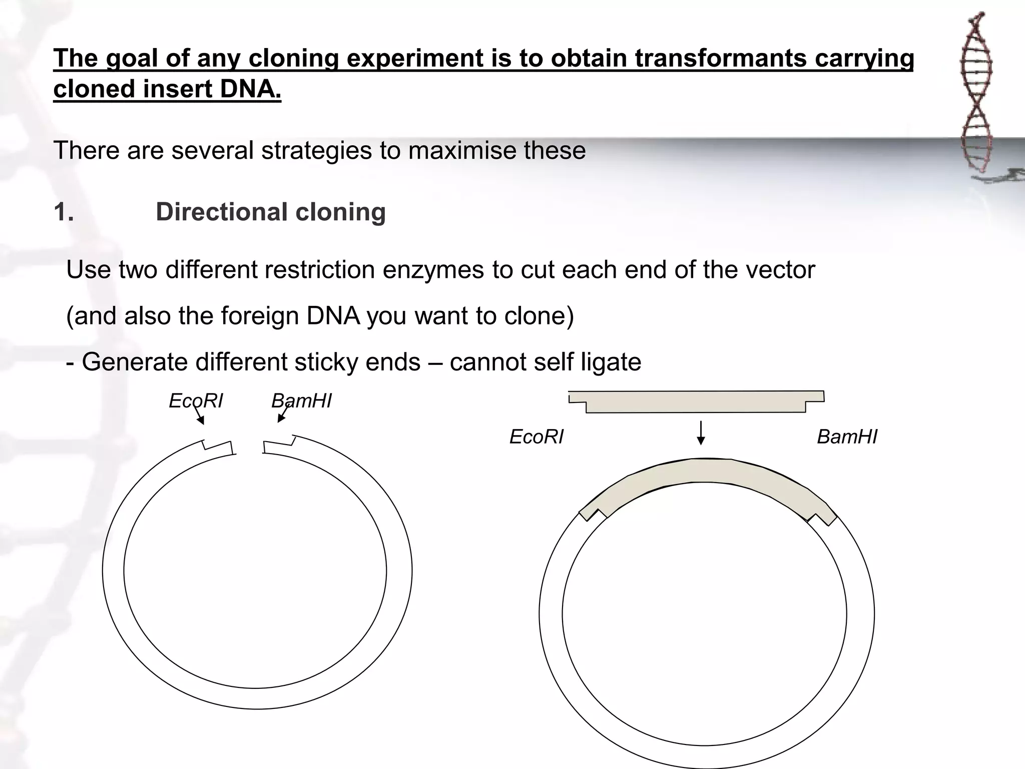 The goal of any cloning experiment is to obtain transformants carrying
cloned insert DNA.
There are several strategies to maximise these
1.

Directional cloning

Use two different restriction enzymes to cut each end of the vector
(and also the foreign DNA you want to clone)

- Generate different sticky ends – cannot self ligate
EcoRI

BamHI
EcoRI

BamHI

 