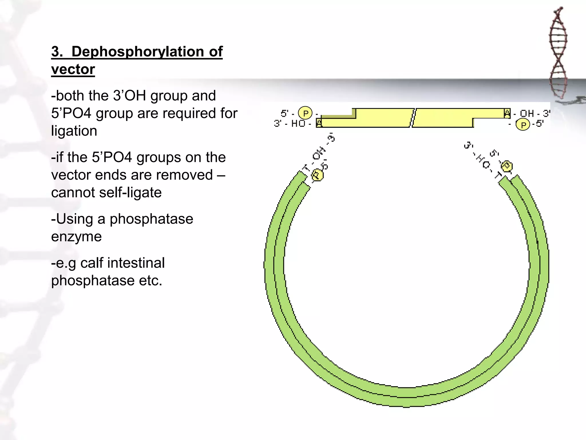 3. Dephosphorylation of
vector

-both the 3‟OH group and
5‟PO4 group are required for
ligation
-if the 5‟PO4 groups on the
vector ends are removed –
cannot self-ligate
-Using a phosphatase
enzyme

-e.g calf intestinal
phosphatase etc.

P
P

 