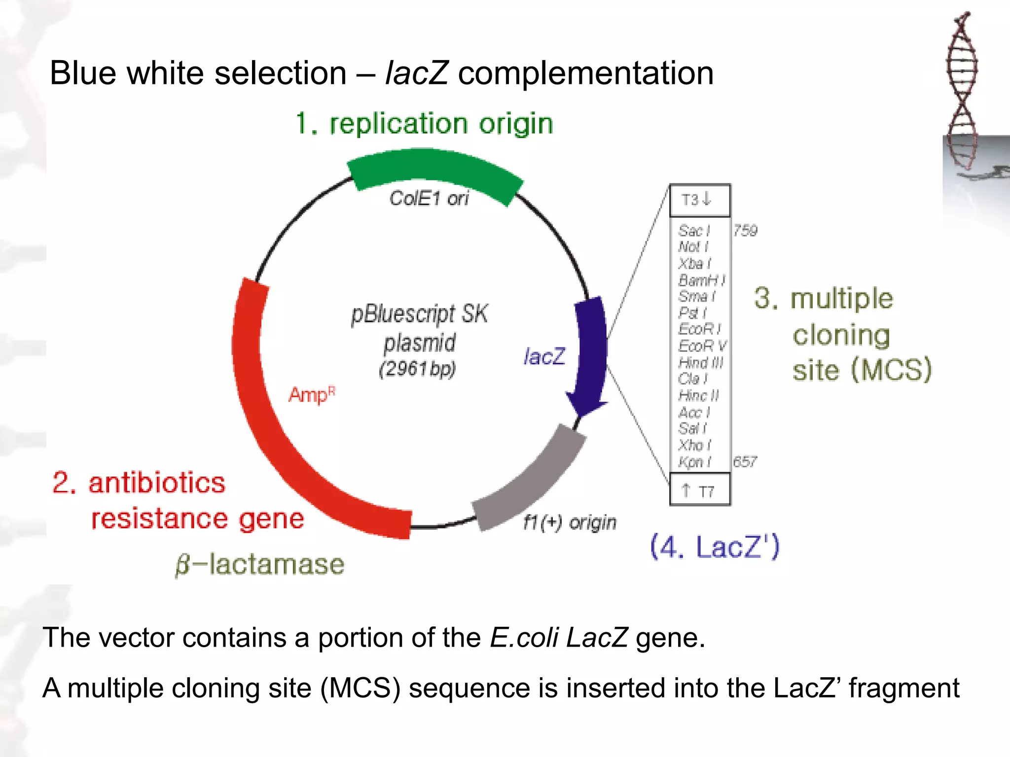 Blue white selection – lacZ complementation

The vector contains a portion of the E.coli LacZ gene.
A multiple cloning site (MCS) sequence is inserted into the LacZ‟ fragment

 