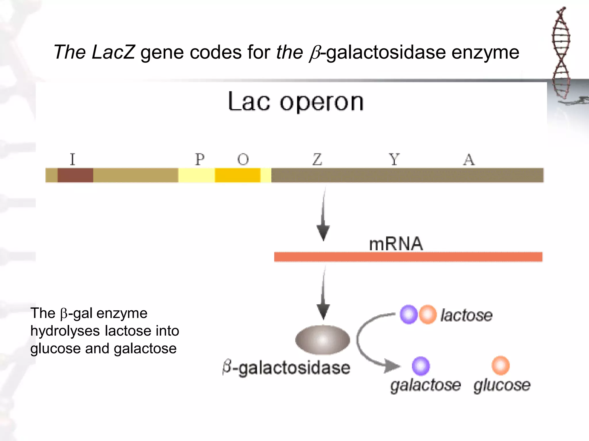 The LacZ gene codes for the b-galactosidase enzyme

The b-gal enzyme
hydrolyses lactose into
glucose and galactose

 
