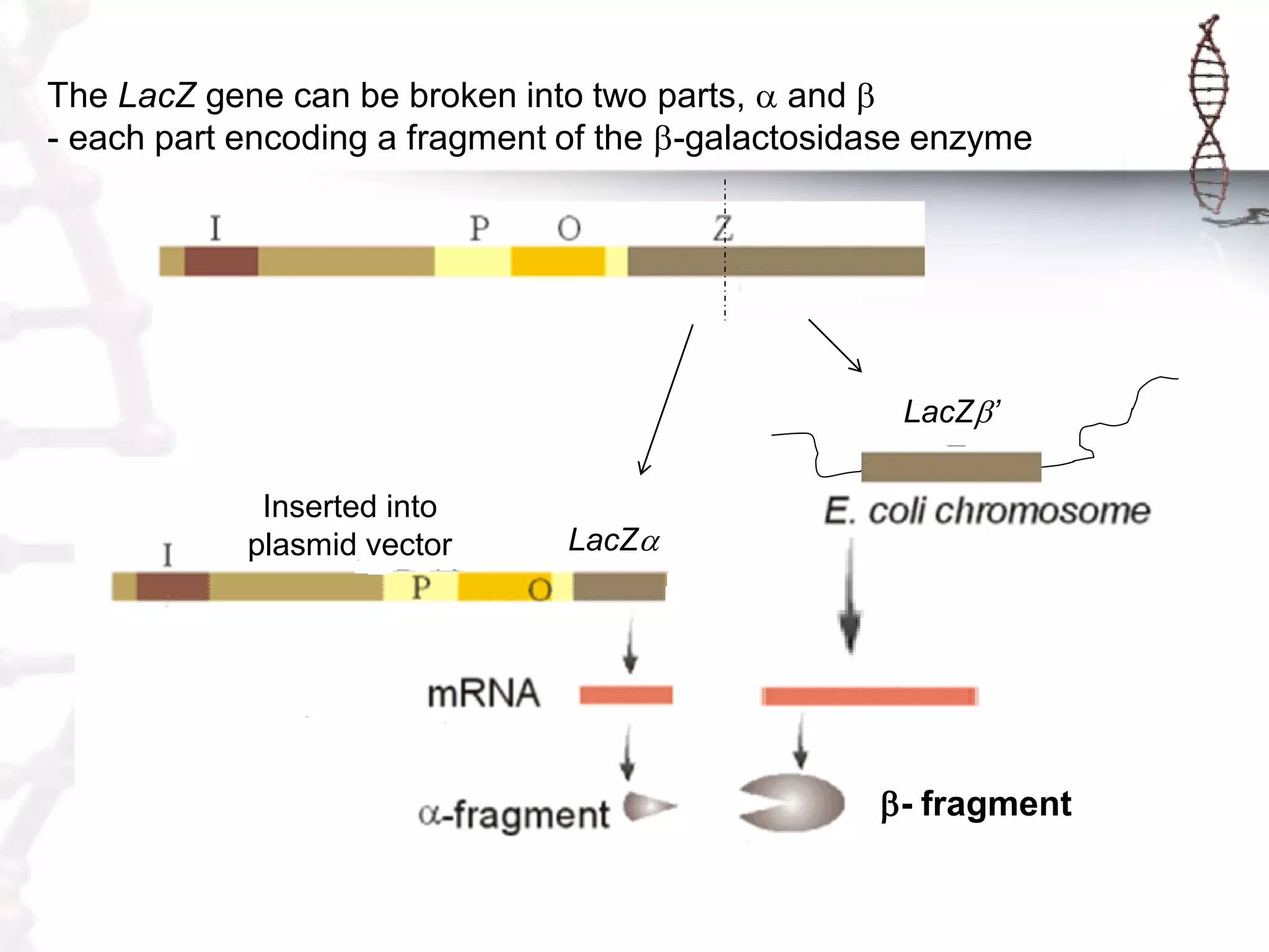 The LacZ gene can be broken into two parts, a and b
- each part encoding a fragment of the b-galactosidase enzyme

LacZb’
Inserted into
plasmid vector

LacZa

b- fragment

 