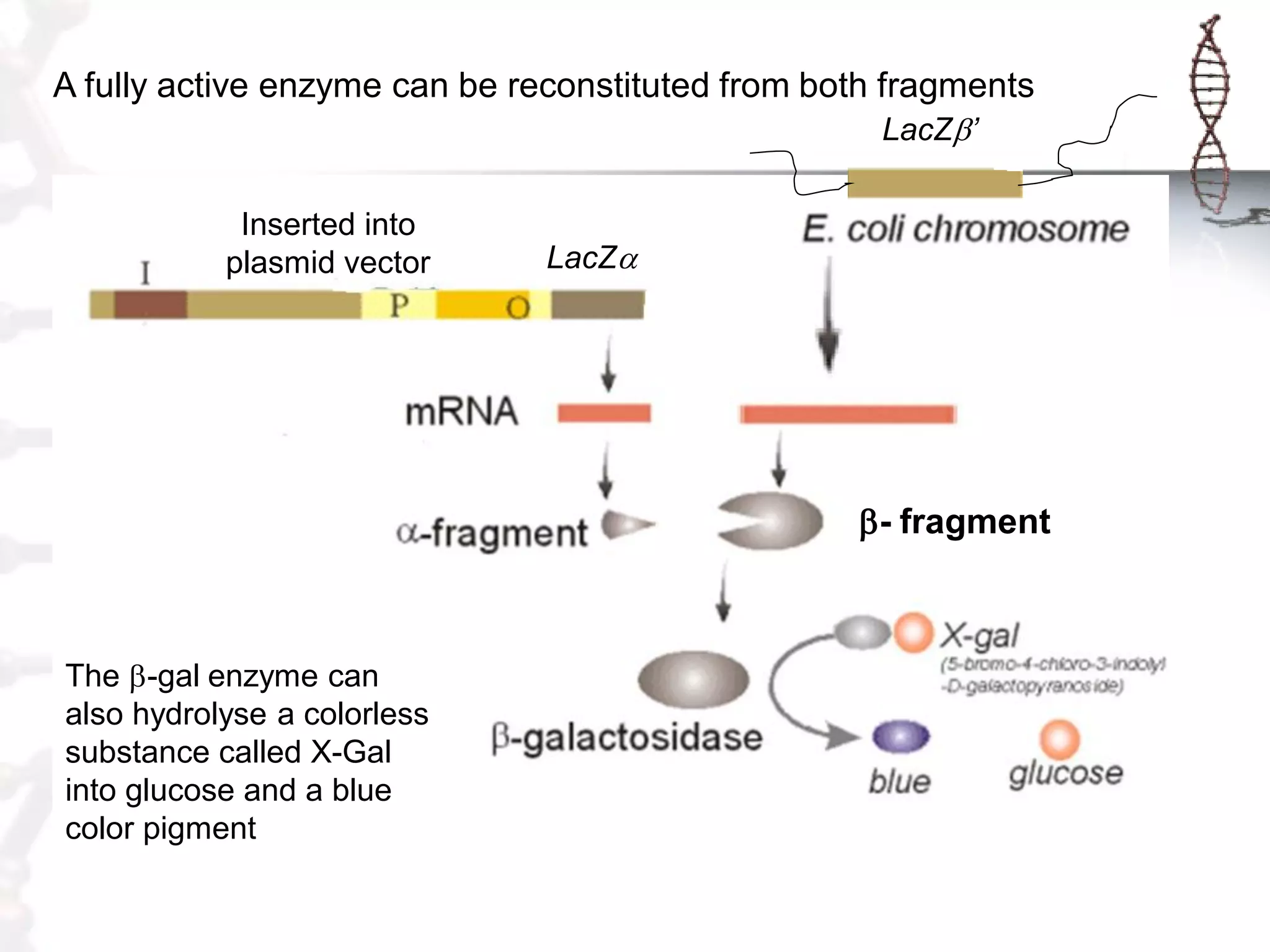 A fully active enzyme can be reconstituted from both fragments
LacZb’
Inserted into
plasmid vector

LacZa

b- fragment

The b-gal enzyme can
also hydrolyse a colorless
substance called X-Gal
into glucose and a blue
color pigment

 
