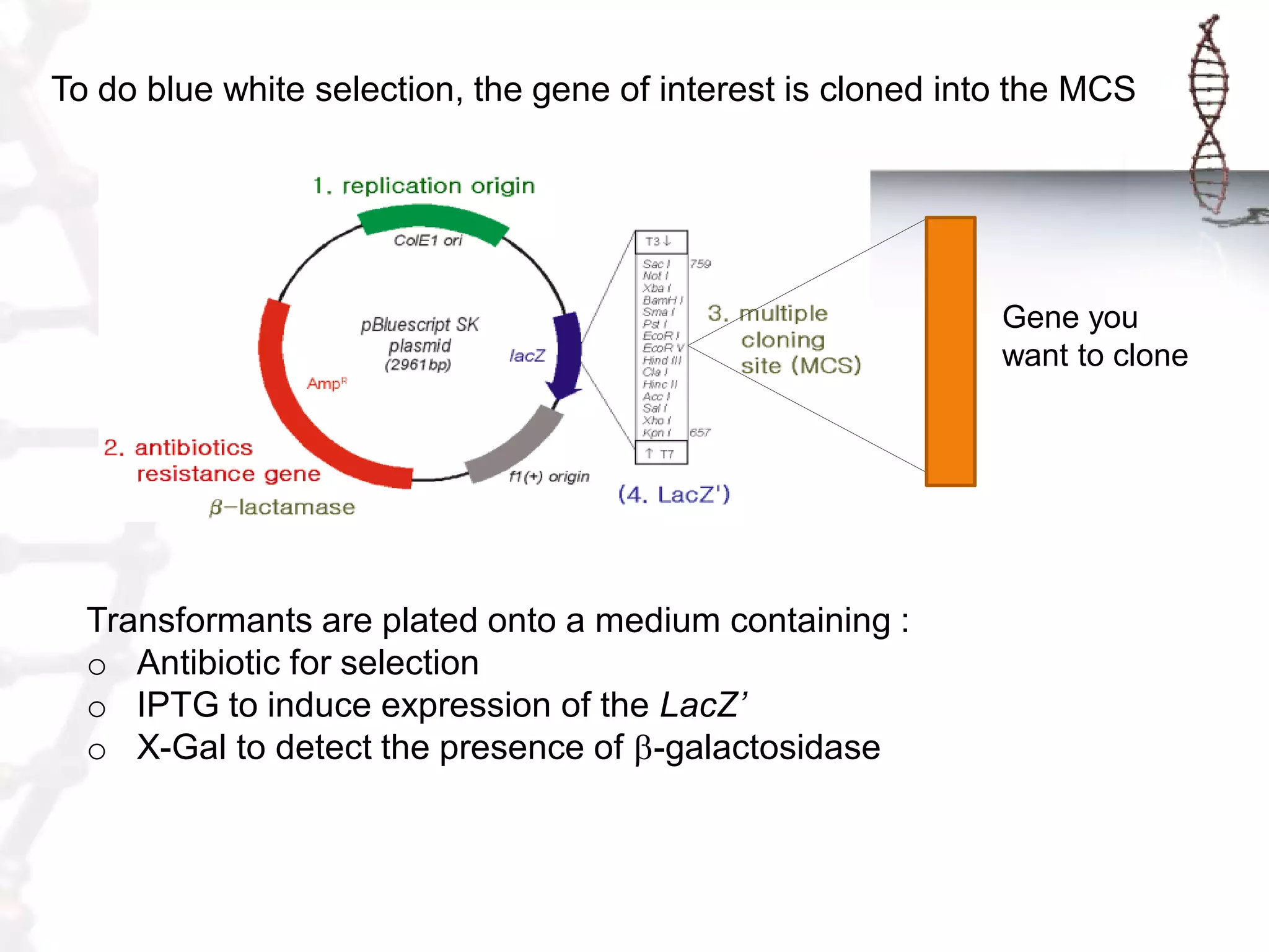 To do blue white selection, the gene of interest is cloned into the MCS

Gene you
want to clone

Transformants are plated onto a medium containing :
o Antibiotic for selection
o IPTG to induce expression of the LacZ’
o X-Gal to detect the presence of b-galactosidase

 