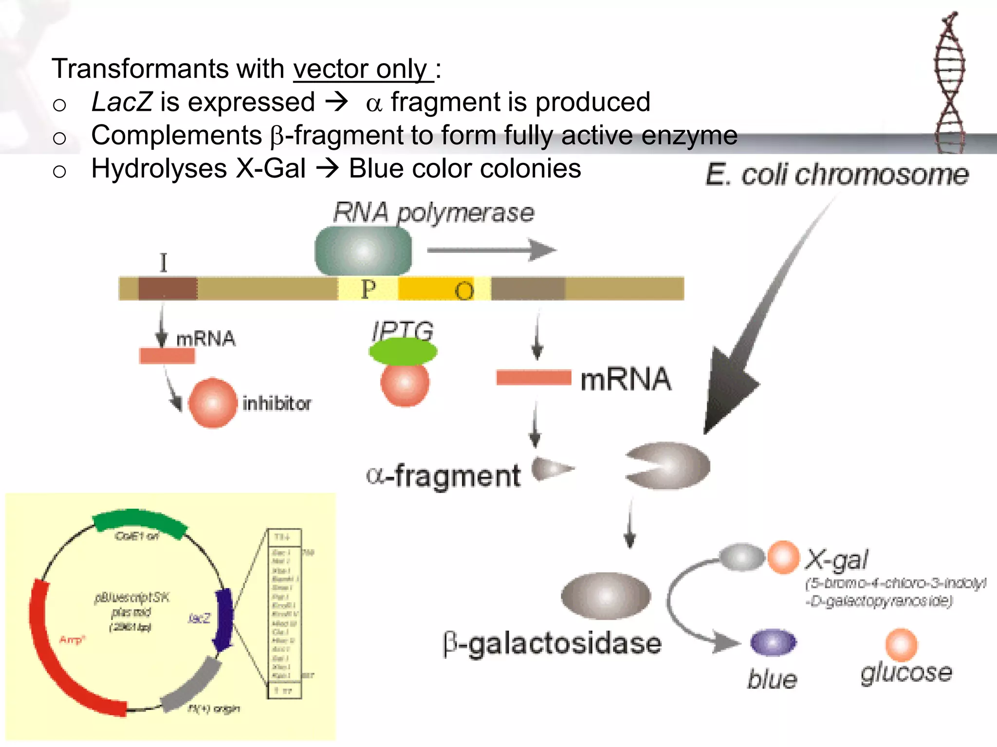 Transformants with vector only :
o LacZ is expressed  a fragment is produced
o Complements b-fragment to form fully active enzyme
o Hydrolyses X-Gal  Blue color colonies

 