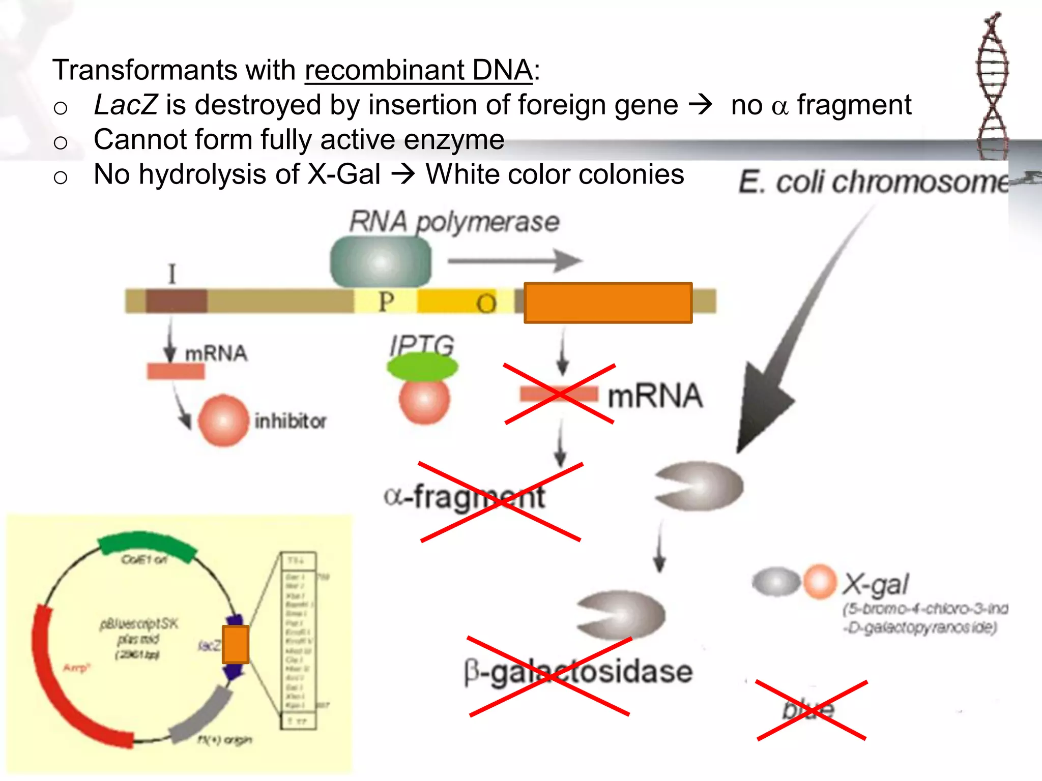 Transformants with recombinant DNA:
o LacZ is destroyed by insertion of foreign gene  no a fragment
o Cannot form fully active enzyme
o No hydrolysis of X-Gal  White color colonies

 