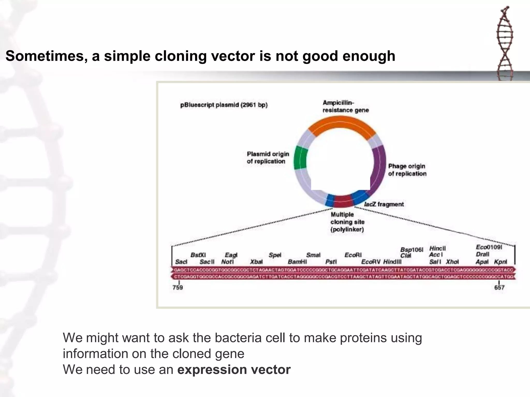 Sometimes, a simple cloning vector is not good enough

We might want to ask the bacteria cell to make proteins using
information on the cloned gene
We need to use an expression vector

 