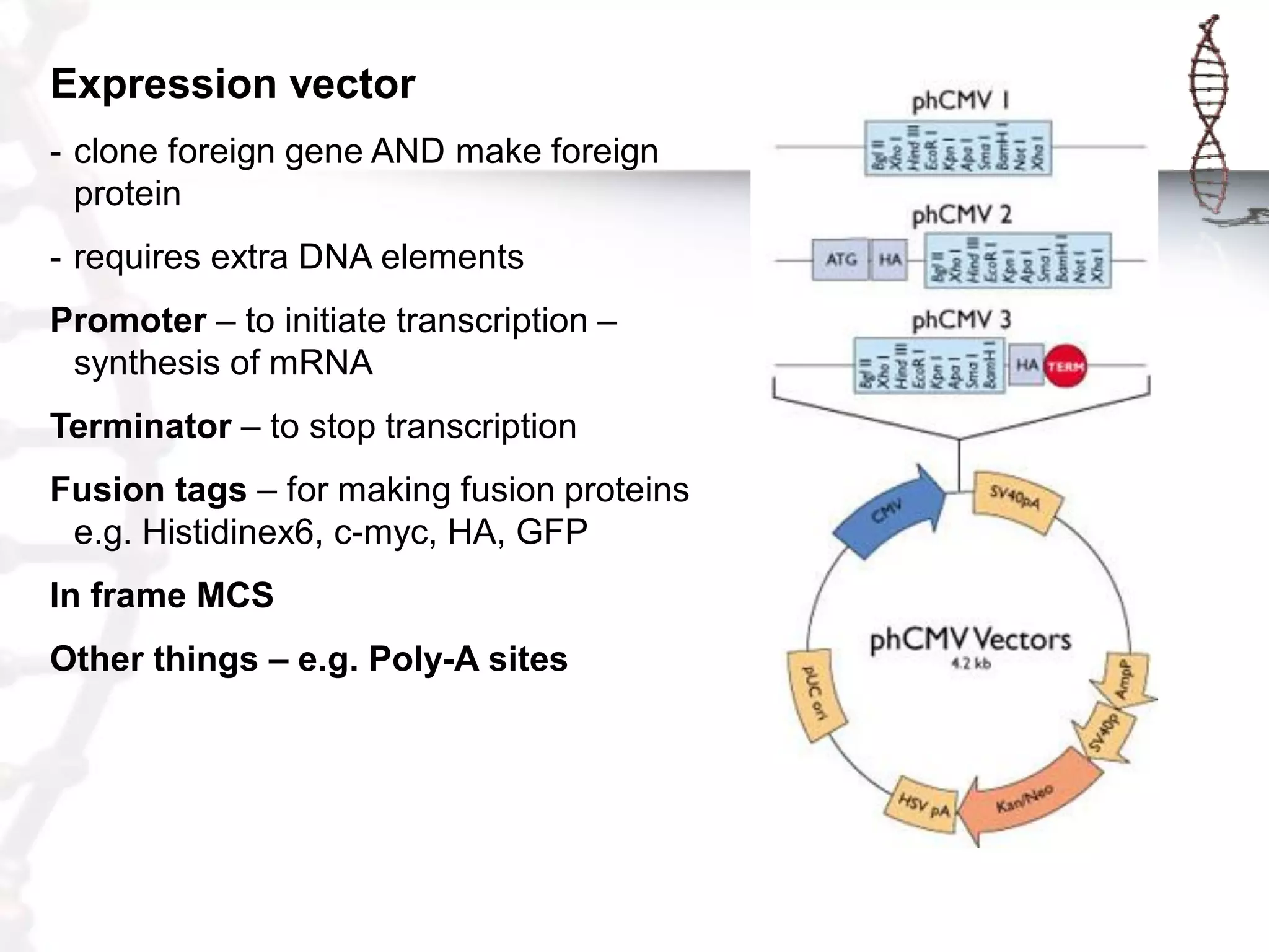 Expression vector
- clone foreign gene AND make foreign
protein
- requires extra DNA elements

Promoter – to initiate transcription –
synthesis of mRNA
Terminator – to stop transcription
Fusion tags – for making fusion proteins
e.g. Histidinex6, c-myc, HA, GFP
In frame MCS
Other things – e.g. Poly-A sites

 