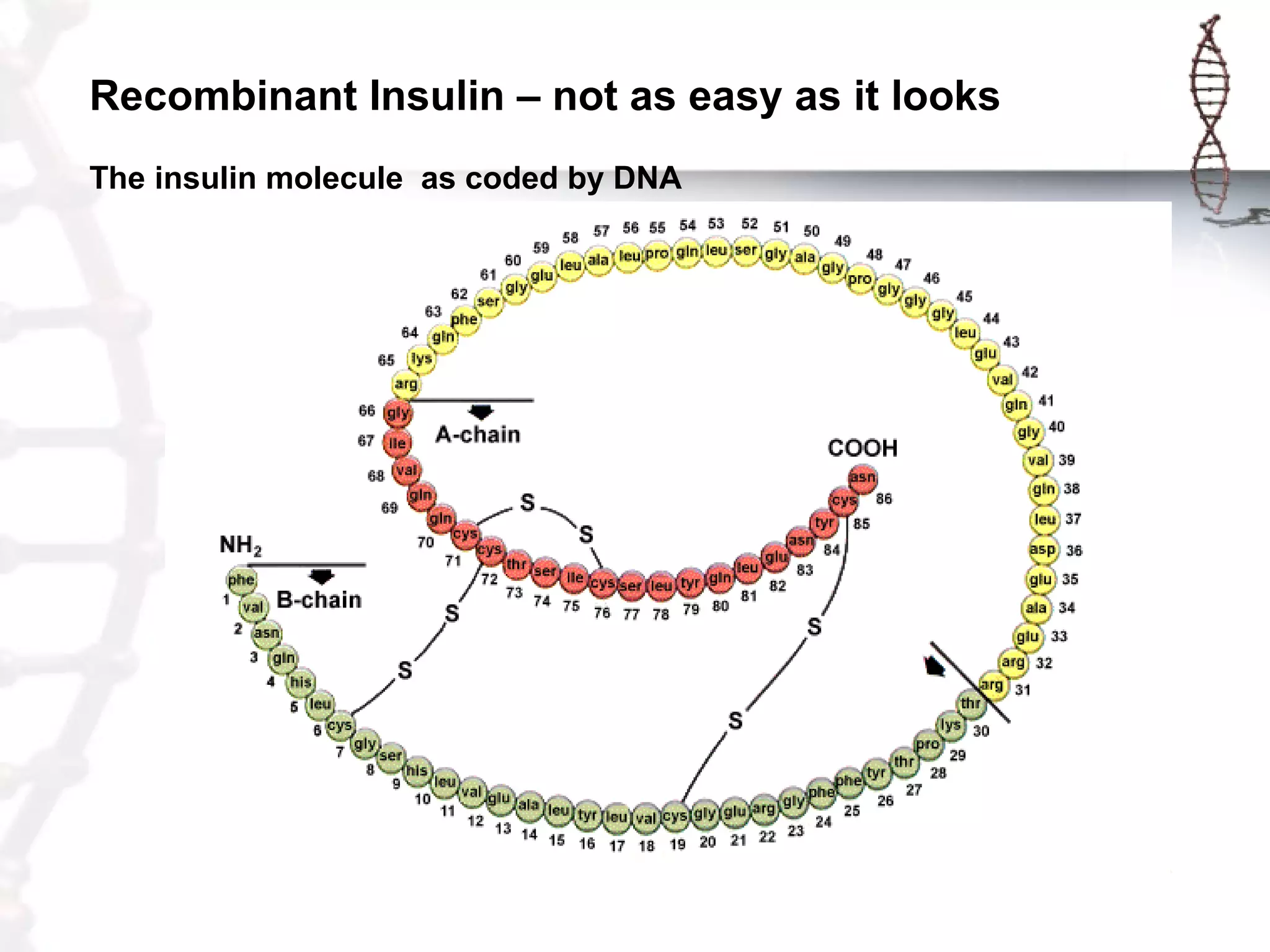Recombinant Insulin – not as easy as it looks
The insulin molecule as coded by DNA

 