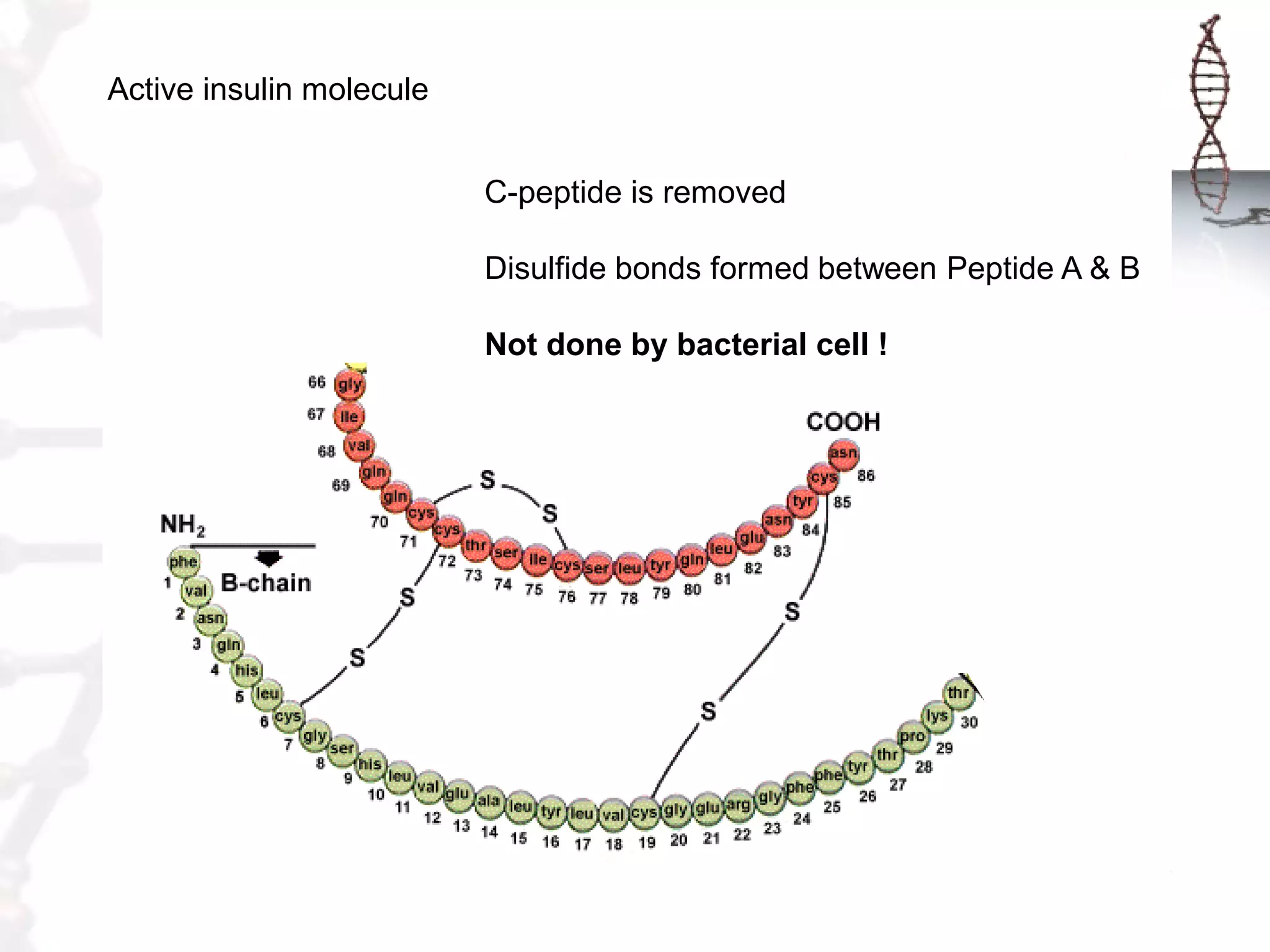 Active insulin molecule

C-peptide is removed
Disulfide bonds formed between Peptide A & B
Not done by bacterial cell !

 