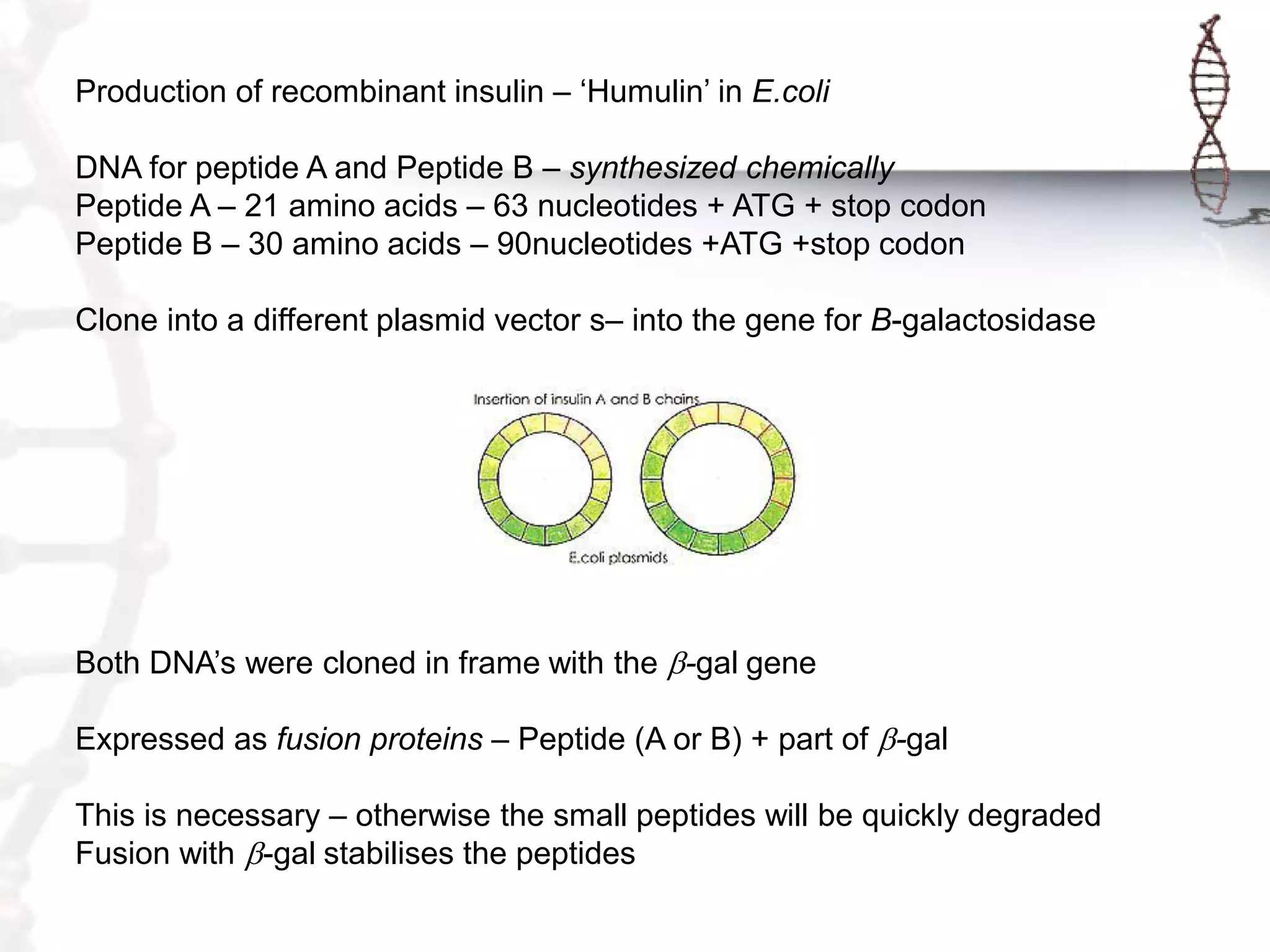 Production of recombinant insulin – „Humulin‟ in E.coli

DNA for peptide A and Peptide B – synthesized chemically
Peptide A – 21 amino acids – 63 nucleotides + ATG + stop codon
Peptide B – 30 amino acids – 90nucleotides +ATG +stop codon
Clone into a different plasmid vector s– into the gene for B-galactosidase

Both DNA‟s were cloned in frame with the b-gal gene
Expressed as fusion proteins – Peptide (A or B) + part of b-gal
This is necessary – otherwise the small peptides will be quickly degraded
Fusion with b-gal stabilises the peptides

 