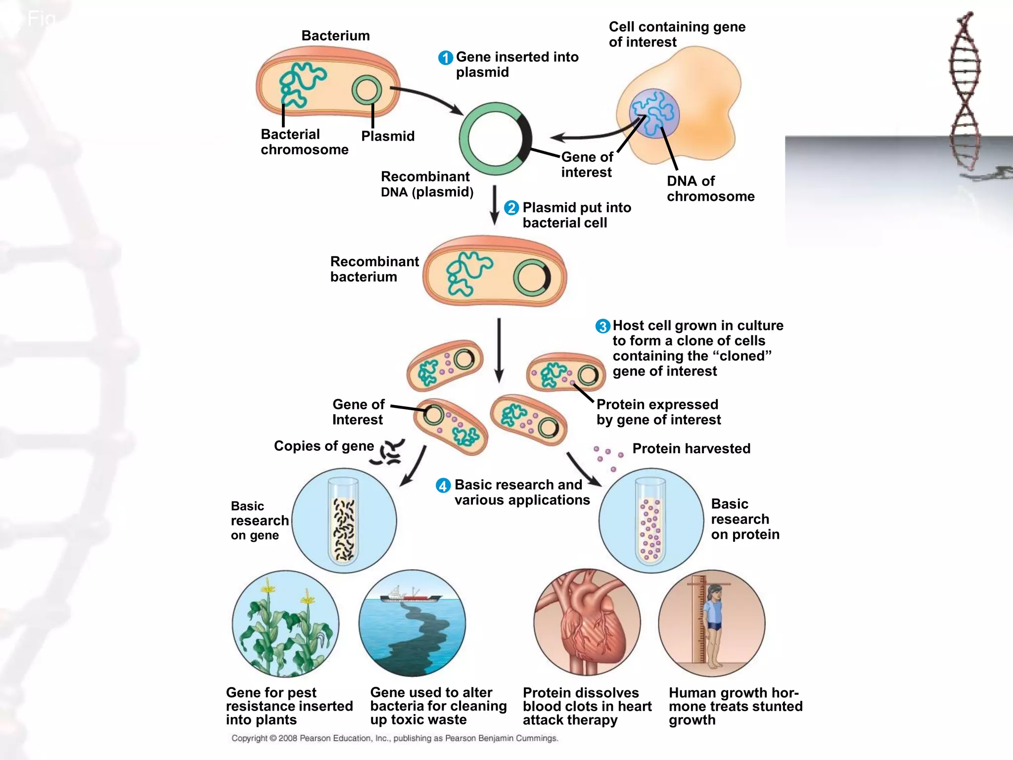 Fig. 20-2

Cell containing gene
of interest

Bacterium
1 Gene inserted into
plasmid

Bacterial
Plasmid
chromosome
Recombinant
DNA (plasmid)

Gene of
interest

DNA of
chromosome

2 Plasmid put into
bacterial cell
Recombinant
bacterium

3 Host cell grown in culture
to form a clone of cells
containing the “cloned”
gene of interest
Gene of
Interest

Protein expressed
by gene of interest

Copies of gene

Basic

Protein harvested
4 Basic research and
various applications

research
on gene

Gene for pest
resistance inserted
into plants

Gene used to alter
bacteria for cleaning
up toxic waste

Protein dissolves
blood clots in heart
attack therapy

Basic
research
on protein

Human growth hormone treats stunted
growth

 