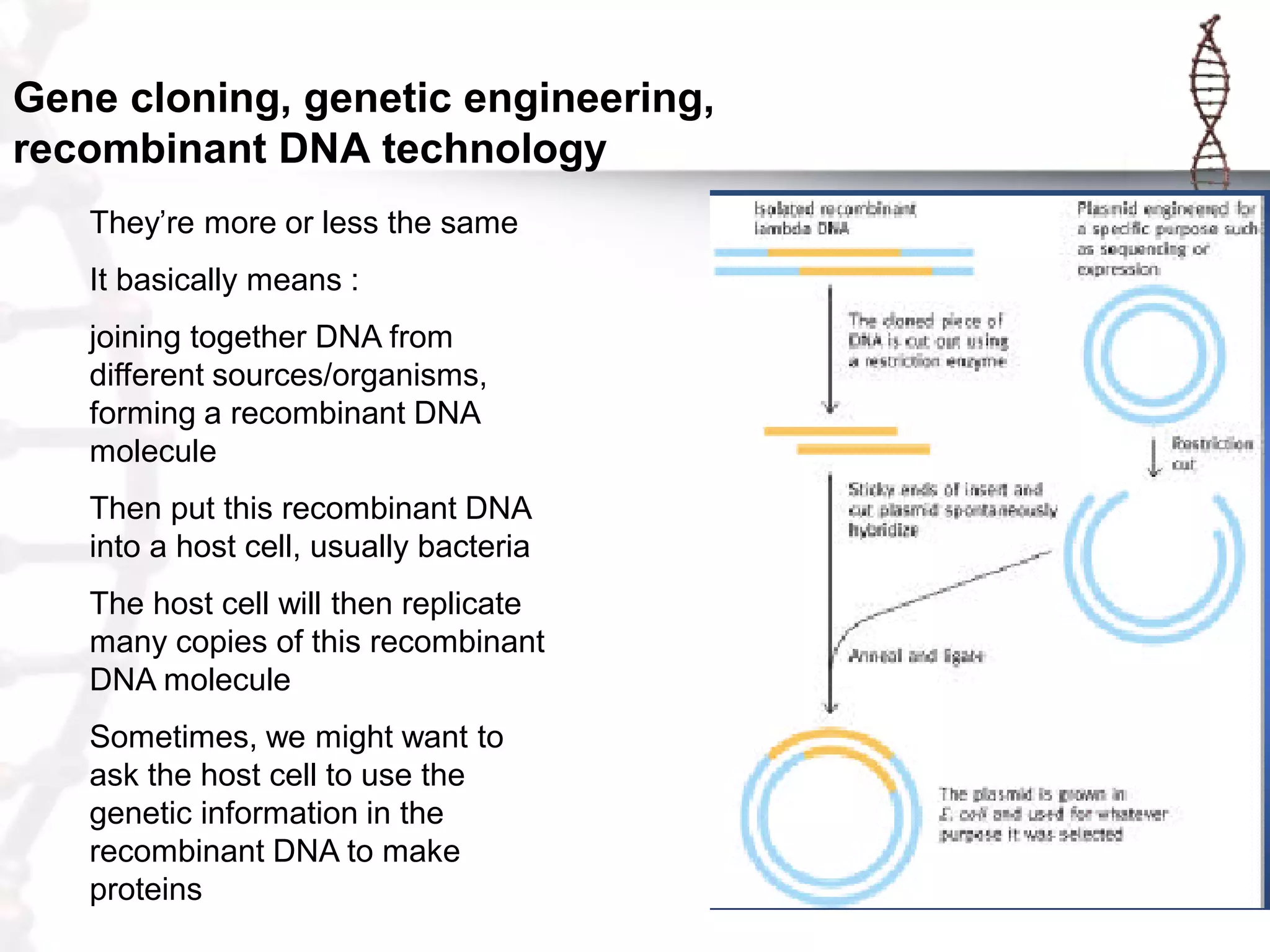 Gene cloning, genetic engineering,
recombinant DNA technology
They‟re more or less the same
It basically means :
joining together DNA from
different sources/organisms,
forming a recombinant DNA
molecule
Then put this recombinant DNA
into a host cell, usually bacteria
The host cell will then replicate
many copies of this recombinant
DNA molecule
Sometimes, we might want to
ask the host cell to use the
genetic information in the
recombinant DNA to make
proteins

 