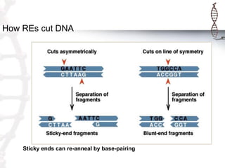 How REs cut DNA

Sticky ends can re-anneal by base-pairing

 