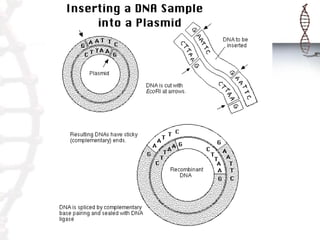 Inserting the recombinant DNA molecule into a Competent E.coli cell
The cells must be made competent be treating with CaCl...