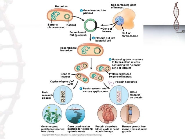 dna cloning