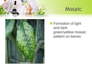 Mosaic
Formation of light
and dark
green/yellow mosaic
pattern on leaves

 