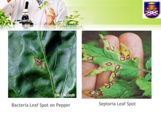 Bacteria Leaf Spot on Pepper

Septoria Leaf Spot

 