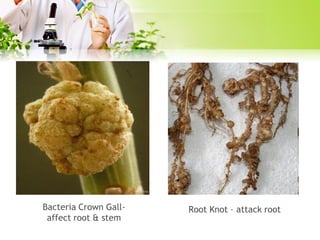 Bacteria Crown Gallaffect root & stem

Root Knot – attack root

 