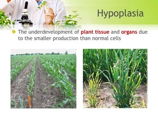 Hypoplasia
The underdevelopment of plant tissue and organs due
to the smaller production than normal cells

 