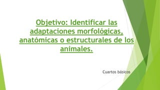 Cuartos básicos
Objetivo: Identificar las
adaptaciones morfológicas,
anatómicas o estructurales de los
animales.
 