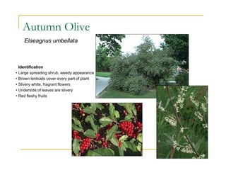 Autumn Olive
Identification
• Large spreading shrub, weedy appearance
• Brown lenticels cover every part of plant
• Slivery white, fragrant flowers
• Underside of leaves are slivery
• Red fleshy fruits
Elaeagnus umbellata
 