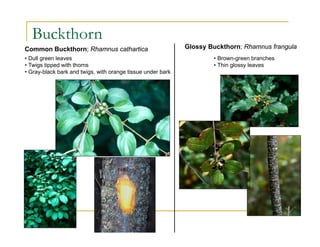 Buckthorn
Common Buckthorn; Rhamnus cathartica Glossy Buckthorn; Rhamnus frangula
• Dull green leaves
• Twigs tipped with thorns
• Gray-black bark and twigs, with orange tissue under bark
• Brown-green branches
• Thin glossy leaves
 